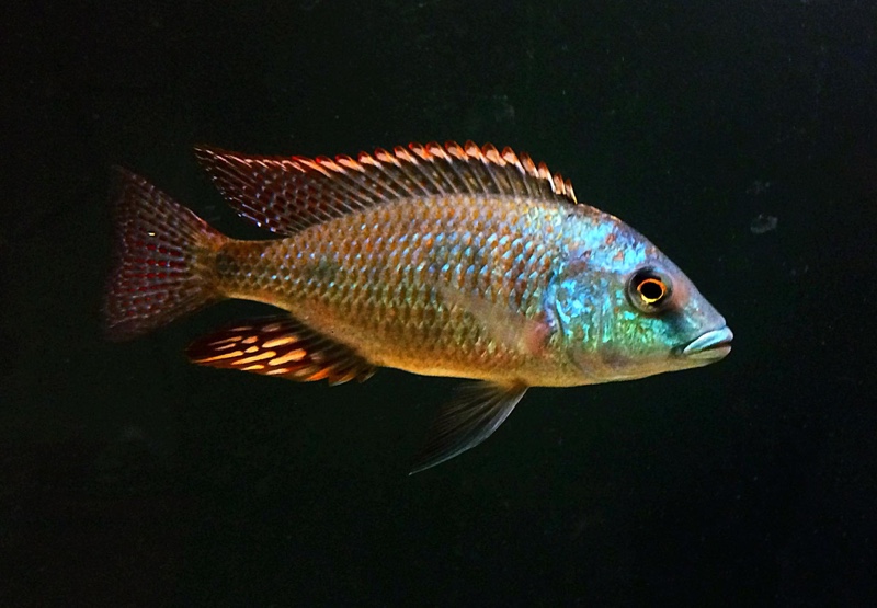 Otopharynx tetrastigma